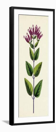 Origanum Vulgare Var. Prismaticum Common Marjorum Var. B-null-Framed Giclee Print