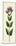 Origanum Vulgare Var. Prismaticum Common Marjorum Var. B-null-Mounted Giclee Print