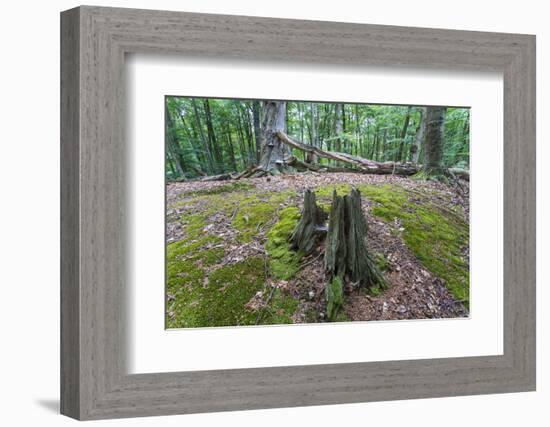 Original Deciduous Forest, Triebtal, Vogtland, Saxony, Germany-Falk Hermann-Framed Photographic Print