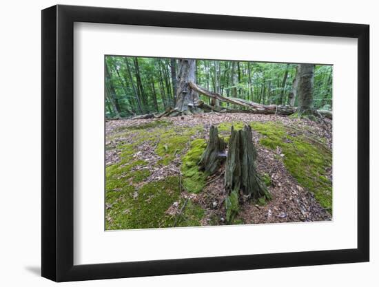 Original Deciduous Forest, Triebtal, Vogtland, Saxony, Germany-Falk Hermann-Framed Photographic Print