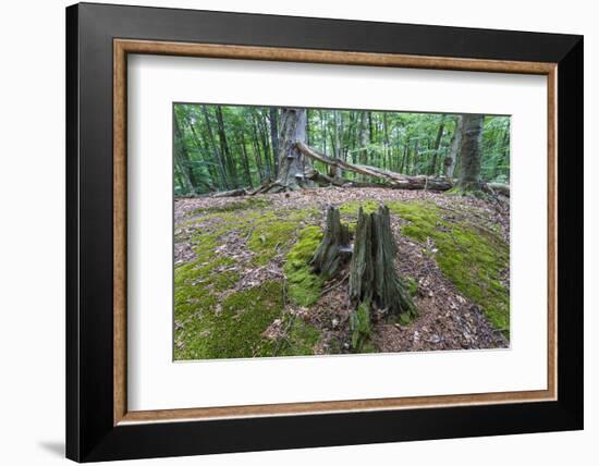 Original Deciduous Forest, Triebtal, Vogtland, Saxony, Germany-Falk Hermann-Framed Photographic Print