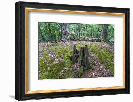 Original Deciduous Forest, Triebtal, Vogtland, Saxony, Germany-Falk Hermann-Framed Photographic Print