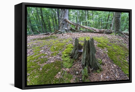 Original Deciduous Forest, Triebtal, Vogtland, Saxony, Germany-Falk Hermann-Framed Premier Image Canvas