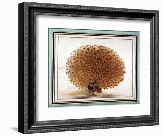 Original Drawings of Ornithology-Mathurin-Jacques Brisson-Framed Giclee Print