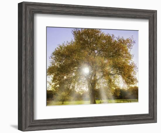 Origine-Viviane Fedieu Daniel-Framed Photographic Print