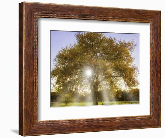 Origine-Viviane Fedieu Daniel-Framed Photographic Print