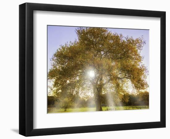 Origine-Viviane Fedieu Daniel-Framed Photographic Print