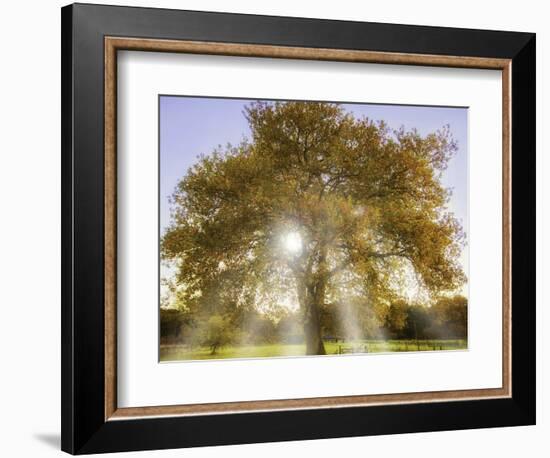 Origine-Viviane Fedieu Daniel-Framed Photographic Print