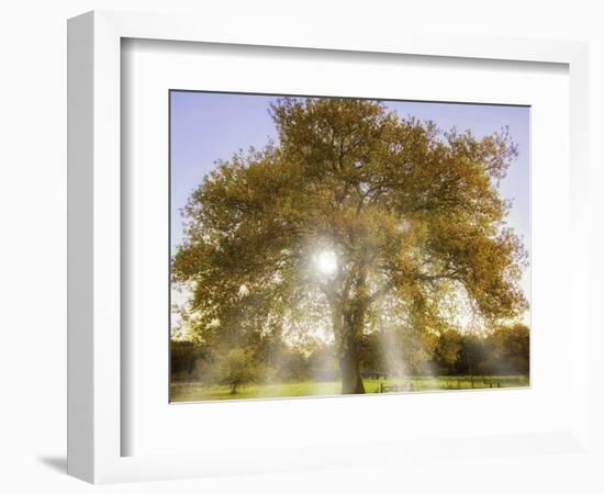 Origine-Viviane Fedieu Daniel-Framed Photographic Print