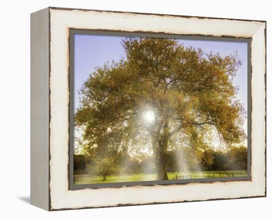 Origine-Viviane Fedieu Daniel-Framed Premier Image Canvas