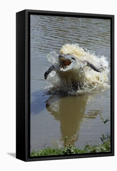 Orinoco Crocodile Female Lunging Out of Water-null-Framed Premier Image Canvas