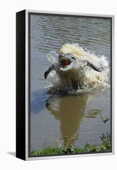 Orinoco Crocodile Female Lunging Out of Water-null-Framed Premier Image Canvas