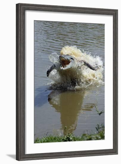 Orinoco Crocodile Female Lunging Out of Water--Framed Photographic Print