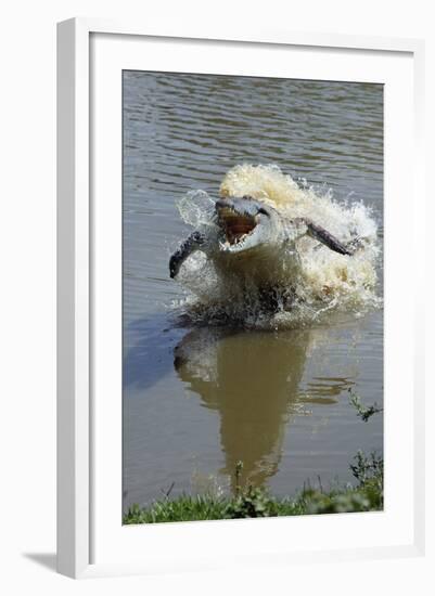 Orinoco Crocodile Female Lunging Out of Water-null-Framed Photographic Print