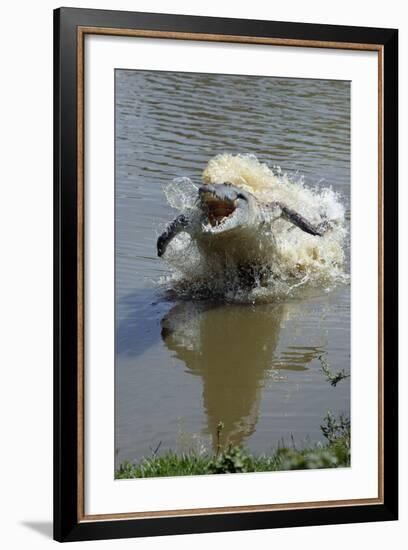 Orinoco Crocodile Female Lunging Out of Water-null-Framed Photographic Print