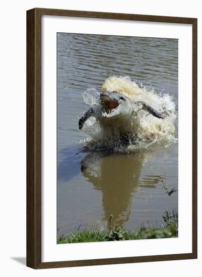 Orinoco Crocodile Female Lunging Out of Water--Framed Photographic Print