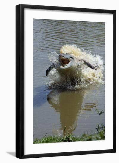 Orinoco Crocodile Female Lunging Out of Water-null-Framed Photographic Print