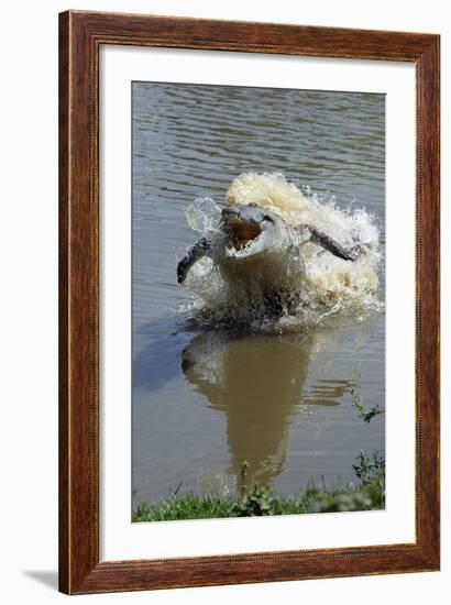 Orinoco Crocodile Female Lunging Out of Water-null-Framed Photographic Print