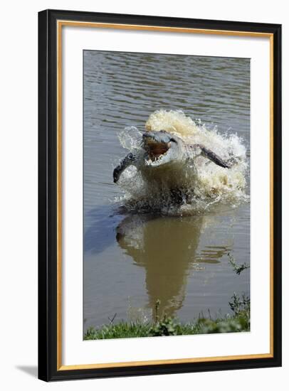 Orinoco Crocodile Female Lunging Out of Water-null-Framed Photographic Print