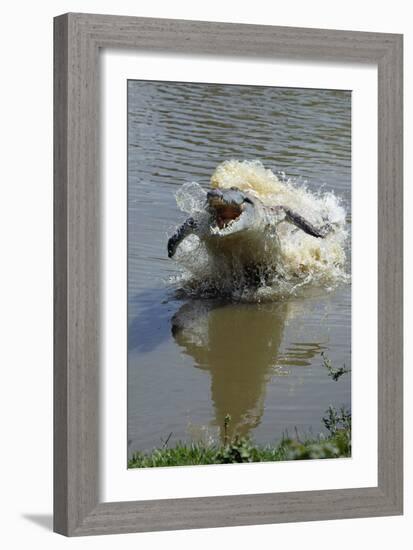 Orinoco Crocodile Female Lunging Out of Water-null-Framed Photographic Print