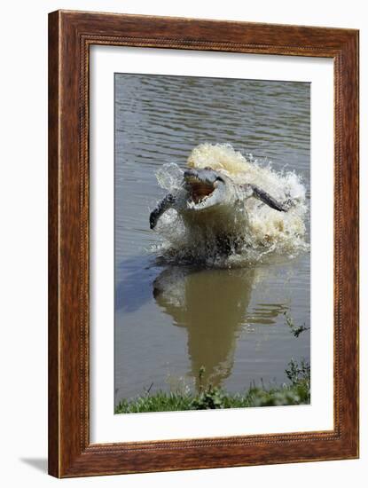 Orinoco Crocodile Female Lunging Out of Water-null-Framed Photographic Print