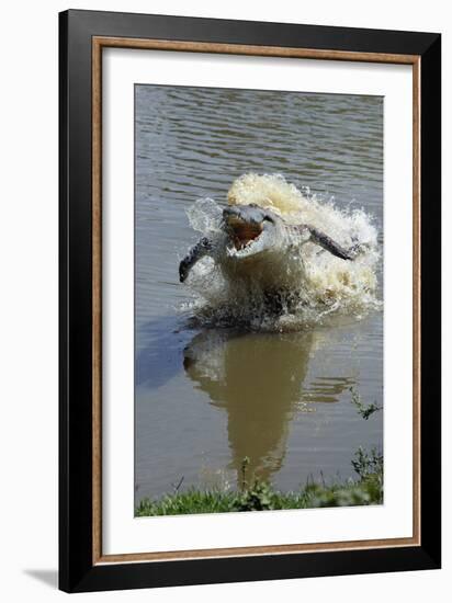 Orinoco Crocodile Female Lunging Out of Water-null-Framed Photographic Print