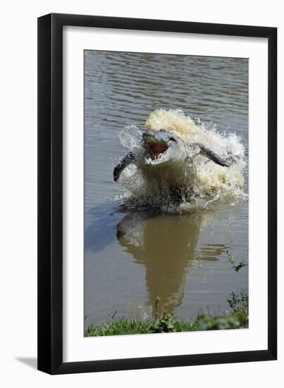 Orinoco Crocodile Female Lunging Out of Water-null-Framed Photographic Print