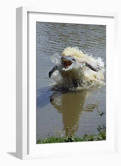 Orinoco Crocodile Female Lunging Out of Water-null-Framed Photographic Print