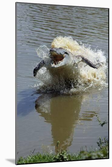 Orinoco Crocodile Female Lunging Out of Water-null-Mounted Photographic Print