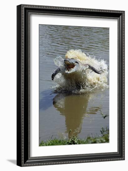 Orinoco Crocodile Female Lunging Out of Water-null-Framed Photographic Print