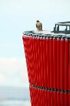 Peragrine falcon perched on top of skyscraper, Spain-Oriol Alamany-Photographic Print