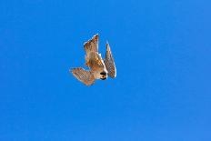 Peragrine falcon perched on top of skyscraper, Spain-Oriol Alamany-Photographic Print