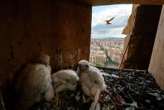Peregrine falcon flying towards nest box with three chicks inside-Oriol Alamany-Photographic Print