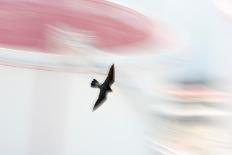 Peregrine falcon in flight, Port of Barcelona, Spain-Oriol Alamany-Photographic Print