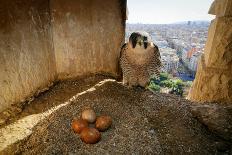 Peregrine falcon flying towards nest box with three chicks inside-Oriol Alamany-Photographic Print