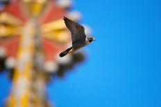 Peregrine falcon with mosaic of Sagrada Familia in background-Oriol Alamany-Photographic Print