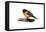 Oriole - Icon-Lantern Press-Framed Stretched Canvas