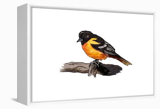 Oriole - Icon-Lantern Press-Framed Stretched Canvas