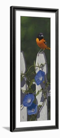 Oriole Morning Glories-Jeffrey Hoff-Framed Giclee Print