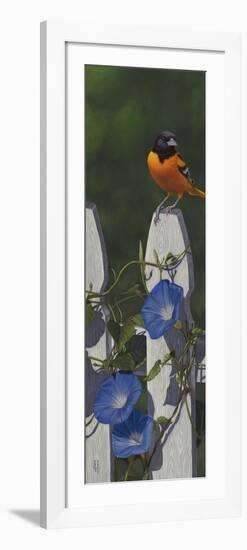 Oriole Morning Glories-Jeffrey Hoff-Framed Giclee Print