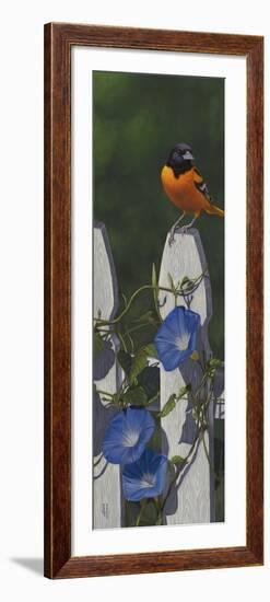 Oriole Morning Glories-Jeffrey Hoff-Framed Giclee Print