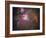 Orion Nebula-Stocktrek Images-Framed Photographic Print