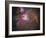 Orion Nebula-Stocktrek Images-Framed Photographic Print