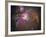 Orion Nebula-Stocktrek Images-Framed Photographic Print