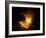 Orion Nebula-Terry Why-Framed Photographic Print