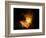 Orion Nebula-Terry Why-Framed Photographic Print