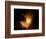 Orion Nebula-Terry Why-Framed Photographic Print