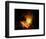 Orion Nebula-Terry Why-Framed Photographic Print