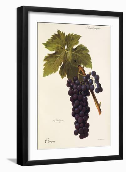 Oriou Grape-A. Kreyder-Framed Giclee Print