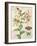 Oripet Lily Collage-Pamela Gladding-Framed Art Print